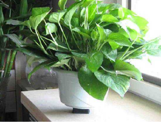 室內(nèi)裝修甲醛污染光靠竹炭和植物就能去除甲醛？